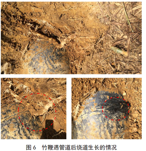 川渝地区竹类植物对管道防腐层安全影响研究